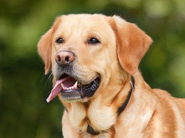 Un juzgado de Oviedo es el primero en considerar a un perro como un ser dotado de sensibilidad